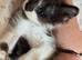 Kittens ready now