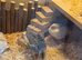 Mixed Button Quail
