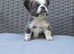 Beautiful Fluffy Frenchies Carrying C2