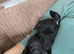 Female puppy