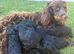 Beautiful Cockapoo Puppies – 2 Boys & 2 Girls We are delighted to offer our gorgeous litter of 6 Cockapoo puppies looking for their forever homes.