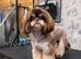 4 males Shihzu puppies available ready now !!