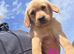 Gorgeous Goldador Puppies