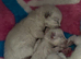 Ragdoll seal point kittens born 19/07/26