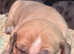 Mastiff hybrid/banddog