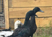 Small flock for sale 2 female ducks and 1 male duck
