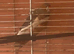 Finches for sale