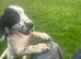 Gorgeous Black & White ESS bitch puppy