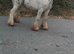 Blue and white gelding