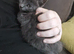 Gorgeous 8 week old grey/blue kitten