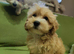 Asian maltipoo 3 boy&2 girl