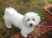 Beautiful Bichon Boy puppy