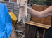 Ferrets for sale