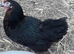 Black rock pullets 16to18 weeks