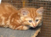 Ragdoll x ginger and white grey and white