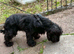 Beautiful Coker spaniel looking for forever home