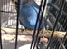 Budgies