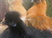 Silkie POL hens 18-20 weeks old
