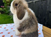 Mini lop girl