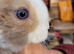 Gorgeous Litter of Mini Plush Lops