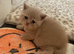 Fawn British Shorthairs
