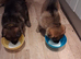 Ready 2 go.! Pure breed German Shepherd pups