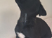 Puppies for sale