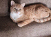 Urgent older kitten/young cats needing new homes (please read)