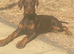 Doberman girl last one left she’s a stunner