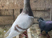 QUALITY RACING PIGEON