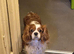 Cavalier King Charles Spaniel Pup's