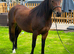 2 year old sports horse filly