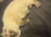 Ragdoll gccf registered.