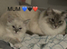 STUNNING FEMALE RAGDOLL KITTEN READY NOW