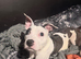 American staffy