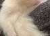 Two Male Ferret Kits