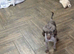 Sweeny adorable chocolate toy poodle boy