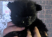 Beautiful fluffy pom-shiz puppies ready in 1 week