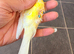 waterslager canary Hen