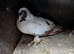 Male and female piegons