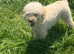 Cream toy poodle small beautiful natured