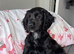 Kc 8 weeks puppy for sale