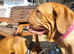 2 beautiful DDB'S need new home
