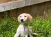 Beautiful KC registered puppies