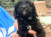 Beautiful Cavapoo puppies