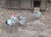 Breeding group of silver laced Wyandotte bantams