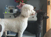 Standard poodle puppies kc registered