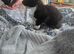 9 week old kitten