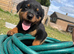 Rottweiler puppies looking for new jobs