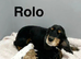 Adorable puppies now ready to find there family’s
